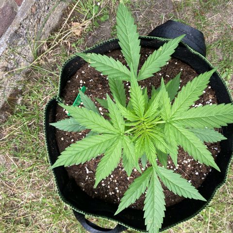 Bubble Kush Automatic growlog timeline photo