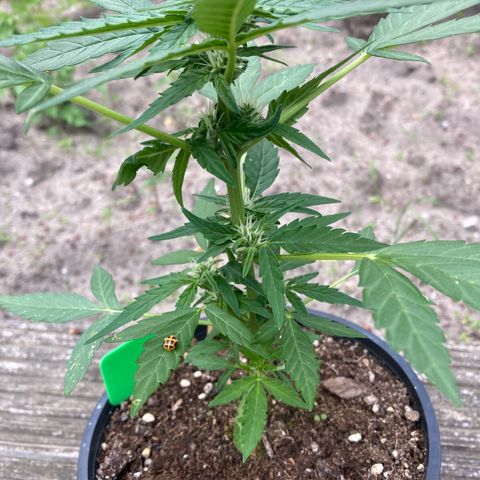 Titan F1 growlog timeline photo