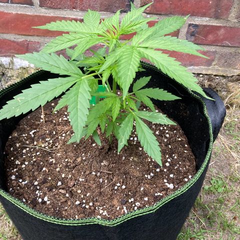 Bubble Kush Automatic growlog timeline photo