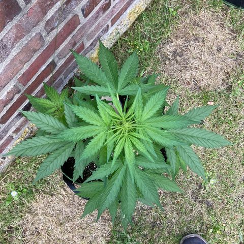 Bubble Kush Automatic growlog timeline photo