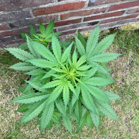 Bubble Kush Automatic growlog timeline photo