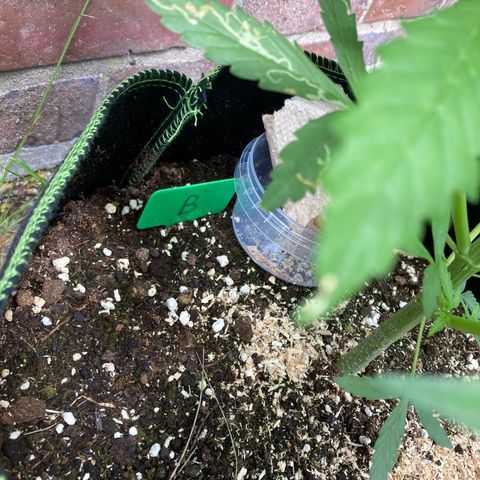Bubble Kush Automatic growlog timeline photo
