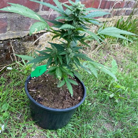 Titan F1 growlog timeline photo