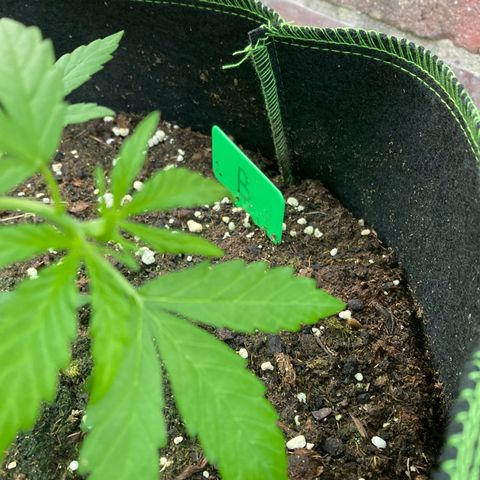 Bubble Kush Automatic growlog timeline photo