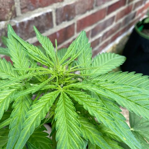 Bubble Kush Automatic growlog timeline photo