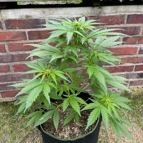 Bubble Kush Automatic growlog timeline photo