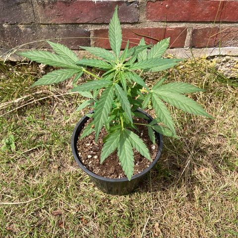 Titan F1 growlog timeline photo