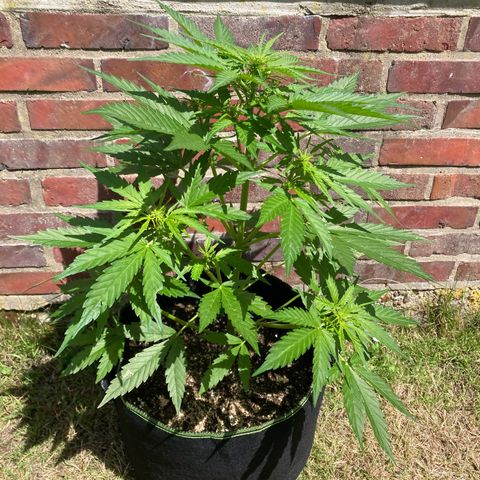 Bubble Kush Automatic growlog timeline photo