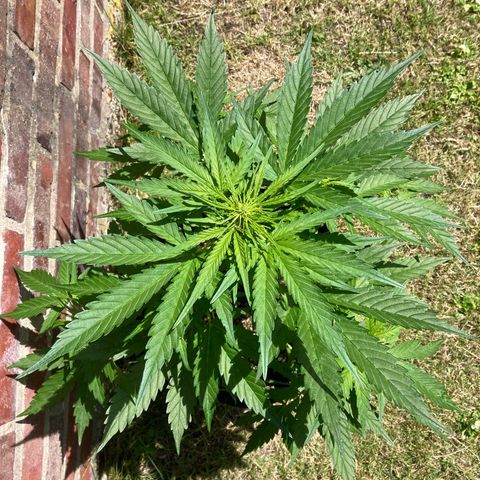 Bubble Kush Automatic growlog timeline photo