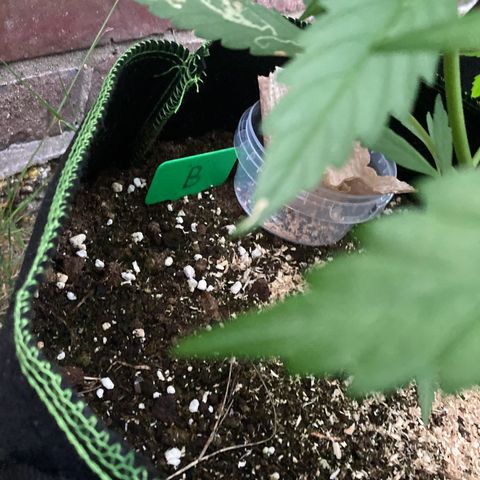 Bubble Kush Automatic growlog timeline photo