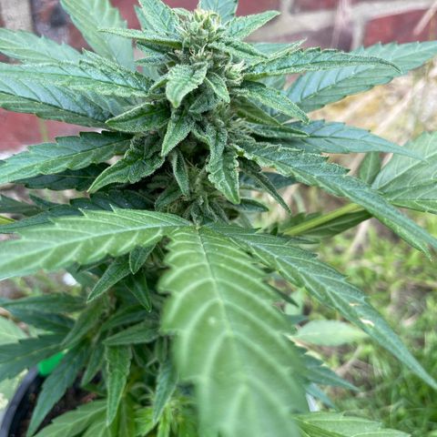 Titan F1 growlog timeline photo
