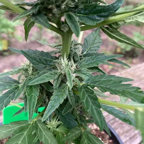 Titan F1 growlog timeline photo
