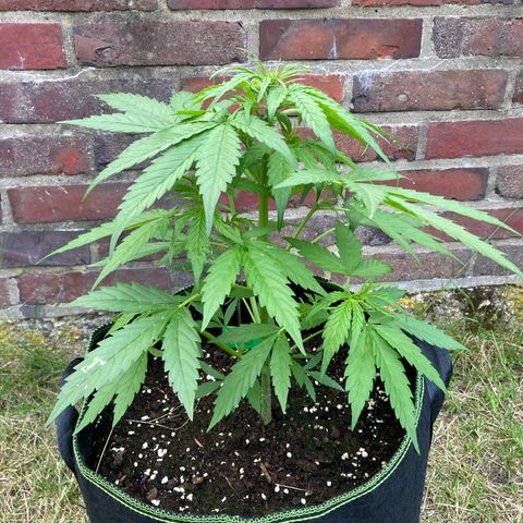 Bubble Kush Automatic growlog timeline photo