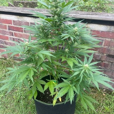 Bubble Kush Automatic growlog timeline photo