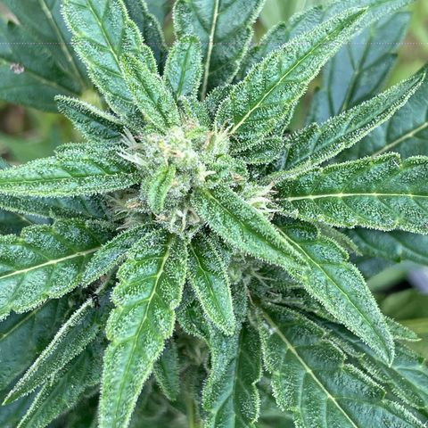 Titan F1 growlog timeline photo