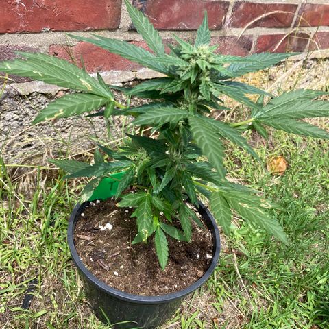 Titan F1 growlog timeline photo
