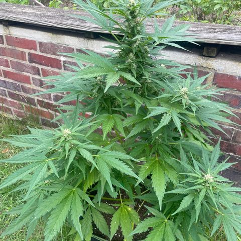 Bubble Kush Automatic growlog timeline photo