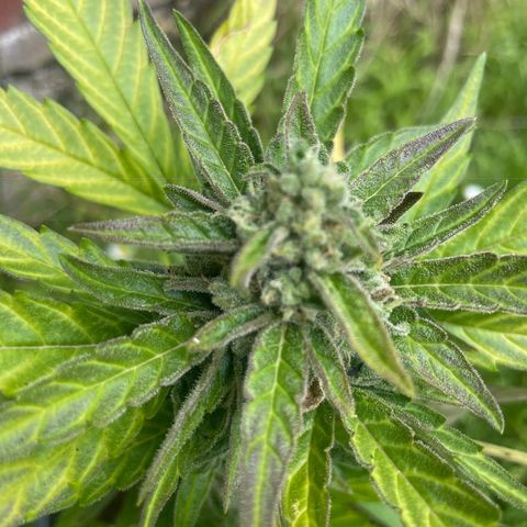 Titan F1 growlog timeline photo