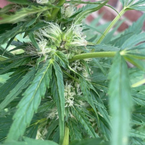 Bubble Kush Automatic growlog timeline photo