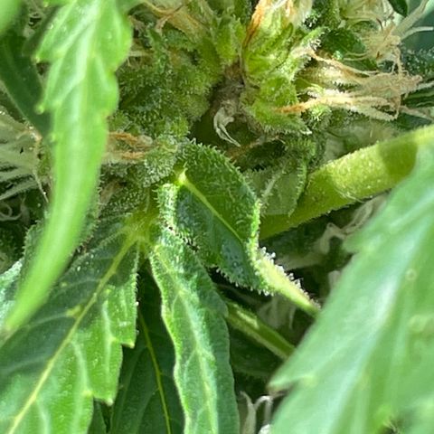 Titan F1 growlog timeline photo