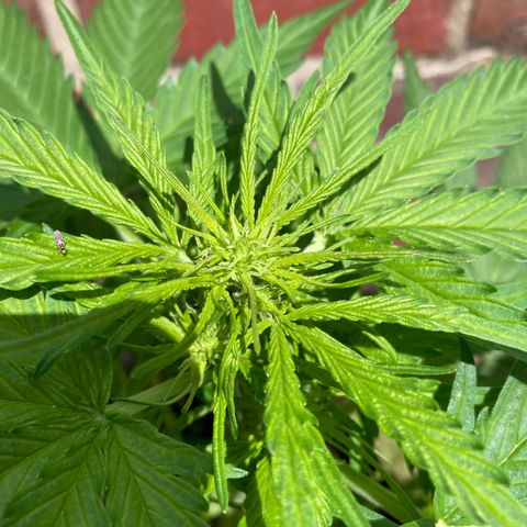 Bubble Kush Automatic growlog timeline photo