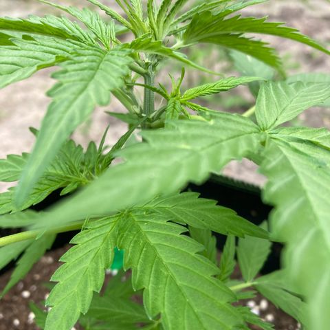 Bubble Kush Automatic growlog timeline photo