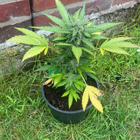 Titan F1 growlog timeline photo