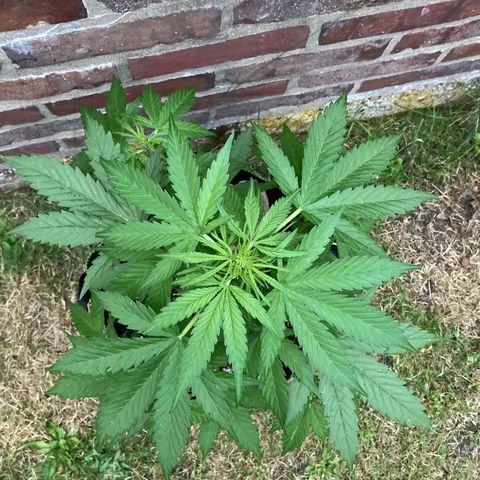 Bubble Kush Automatic growlog timeline photo