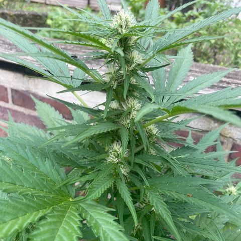 Bubble Kush Automatic growlog timeline photo