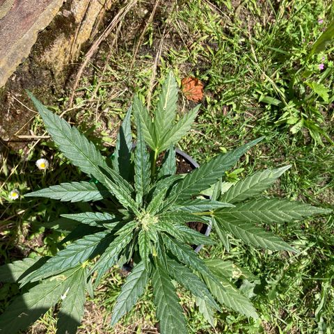Titan F1 growlog timeline photo