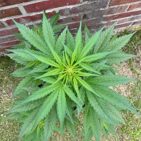 Bubble Kush Automatic growlog timeline photo