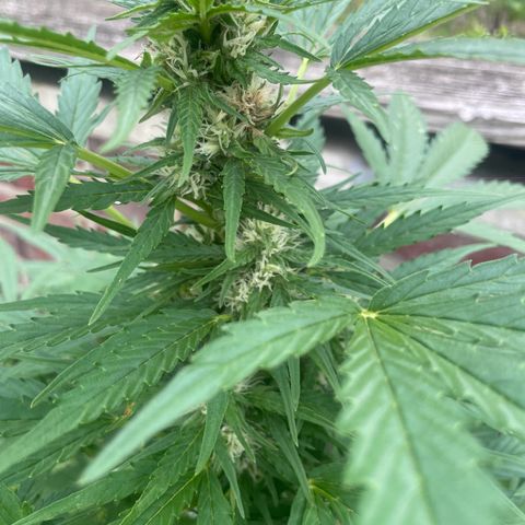 Bubble Kush Automatic growlog timeline photo