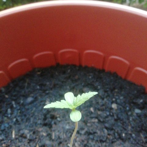 Quick One growlog timeline photo