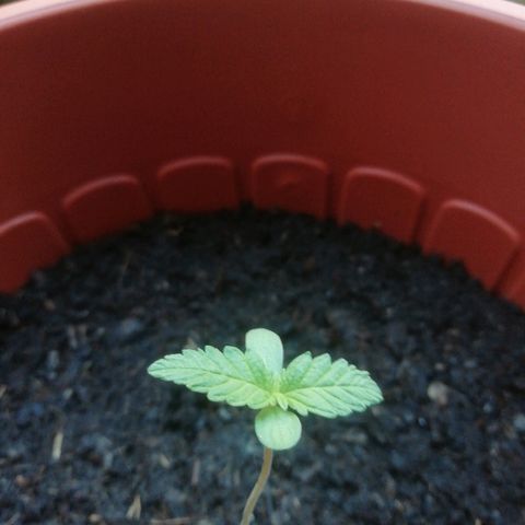 Quick One growlog timeline photo