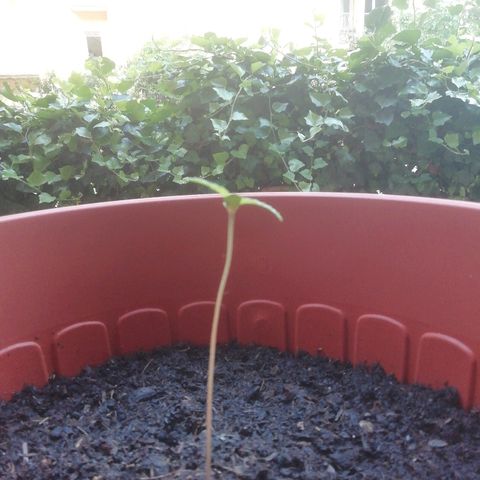 Quick One growlog timeline photo
