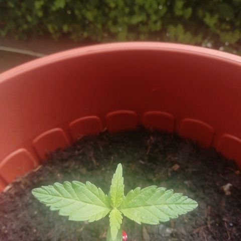 Quick One growlog timeline photo