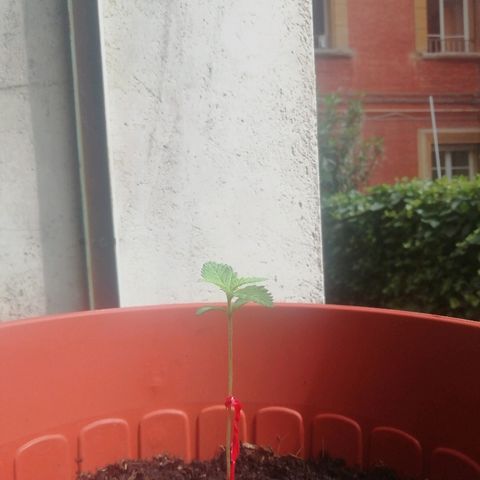 Quick One growlog timeline photo