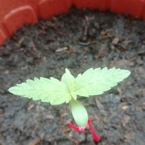 Quick One growlog timeline photo