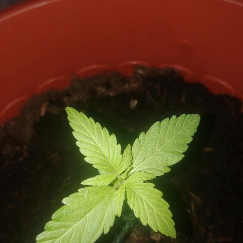 Quick One growlog timeline photo