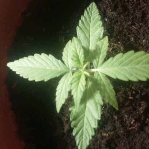 Quick One growlog timeline photo