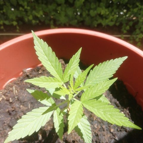 Quick One growlog timeline photo
