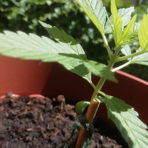 Quick One growlog timeline photo