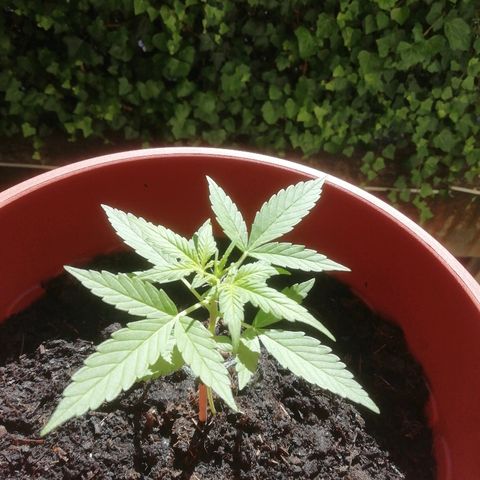 Quick One growlog timeline photo