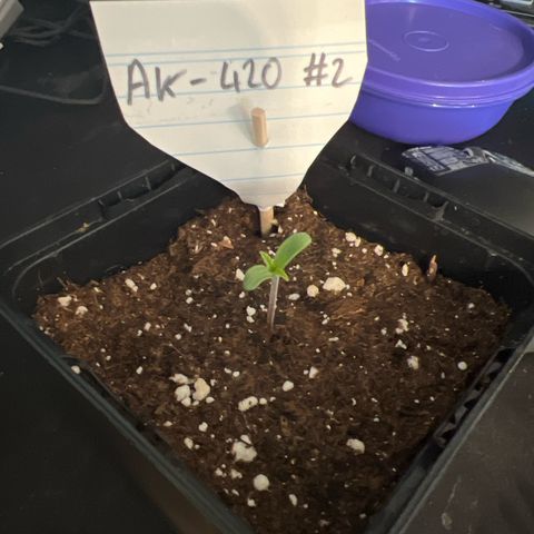 AK-420 #2 growlog timeline photo