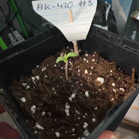 AK-420 #3 growlog timeline photo