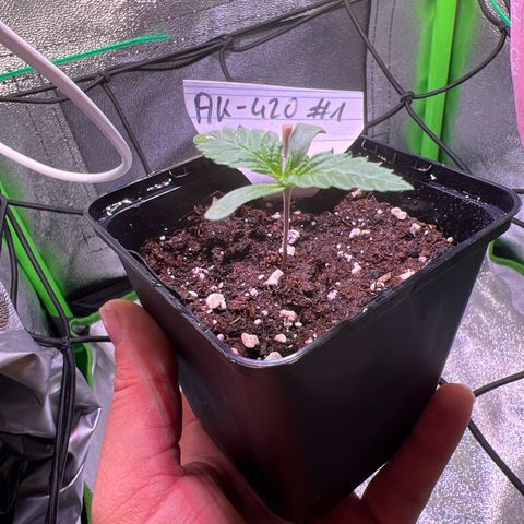 AK-420 #1 growlog timeline photo