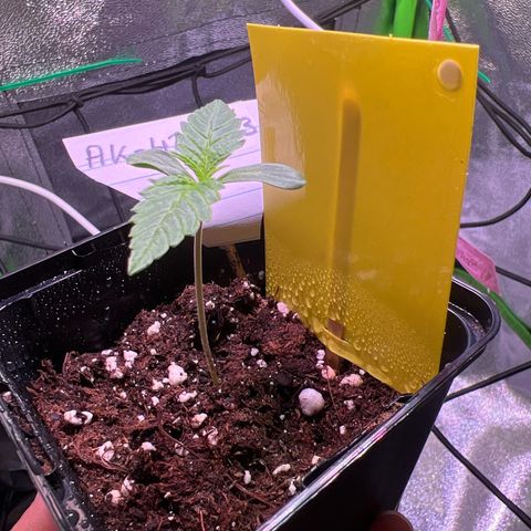 AK-420 #3 growlog timeline photo