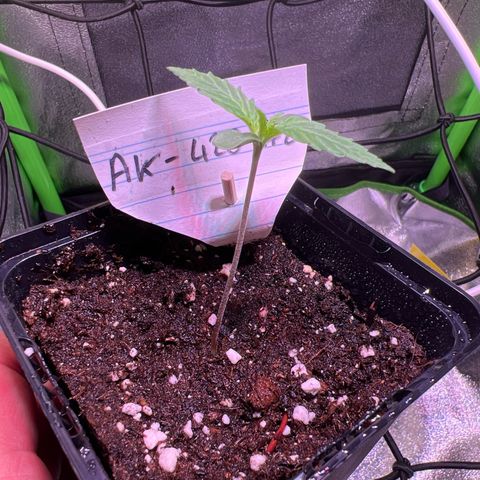 AK-420 #2 growlog timeline photo