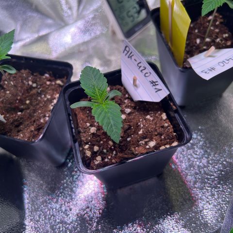 AK-420 #1 growlog timeline photo