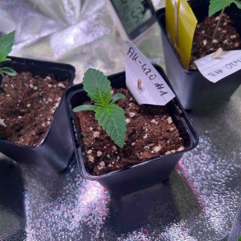 AK-420 #1 growlog timeline photo